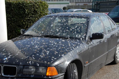 Jak pozbyć się ptasich odchodów z karoserii? Sprawdź!