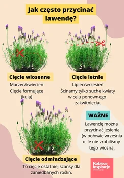 Kiedy i jak przycinać lawendę? Pamiętaj o tych dwóch terminach!