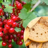 Zastosuj trik z czerstwym chlebem! W Twoim ogrodzie pojawi się więcej porzeczek niż kiedykolwiek!