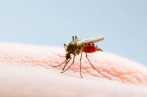 Słodka krew to mit! Odkryj prawdziwe powody, dla których komary wybierają swoje "ofiary"!