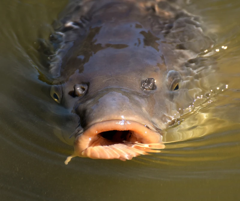 Ile kosztuje karp po świętach?