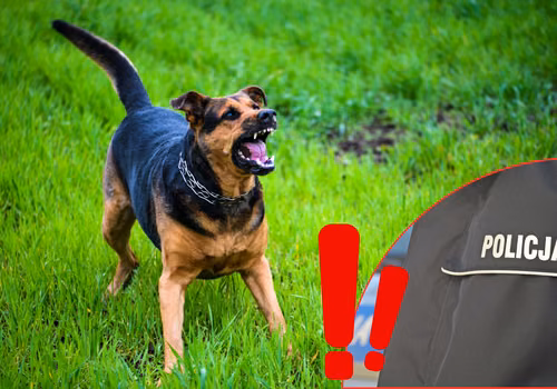 Policja ostrzega przed groźnymi psami! Takich przypadków jest coraz więcej