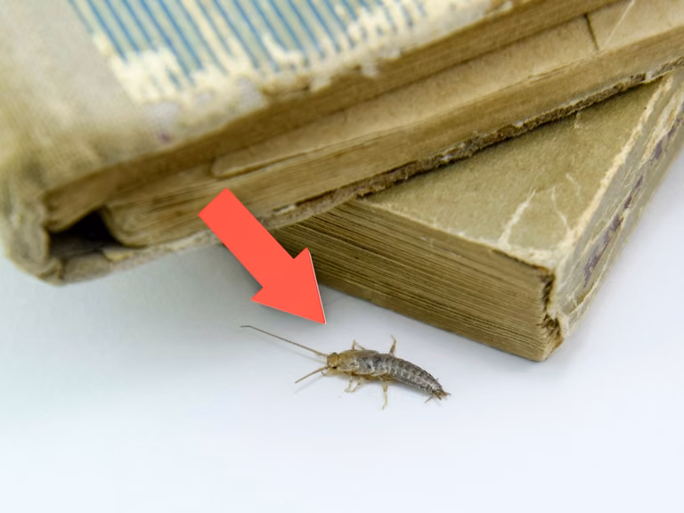 Robaki w domu. Które z nich są groźne dla ludzi?