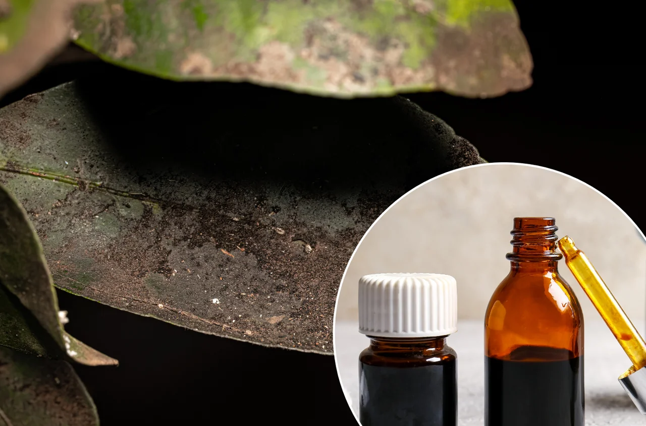 Kropla jodu dla roślin! Ten trik zwalczy pleśń i chroni korzenie!