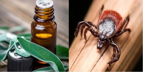 4 naturalne olejki, które odstraszą kleszcze i komary!