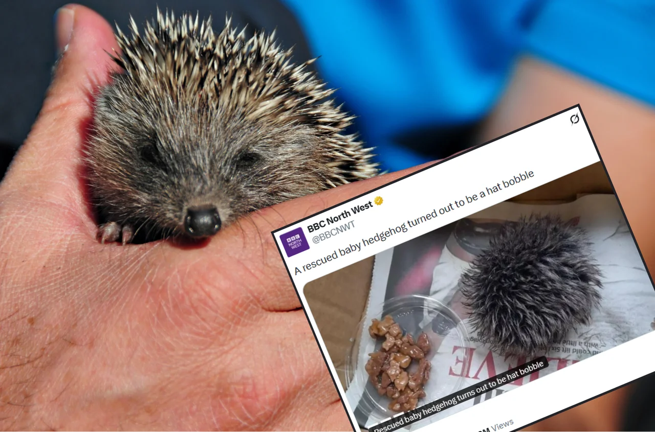 Kobieta myślała, że znalazła jeża - opiekowała się nim i zawiozła do weterynarza! Na miejscu okazało się, że to pompon od czapki