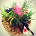Risotto z grzybami