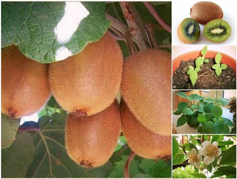 Wyhoduj sobie kiwi