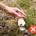 Wykręcanie czy wycinanie grzybów? Oto, metoda która jest najlepsza dla lasu!