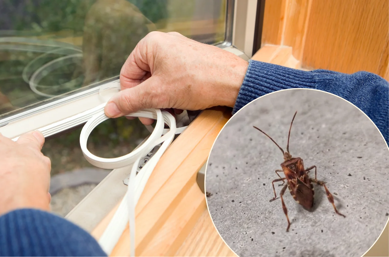Inwazyjne owady szturmują polskie domy i lasy - wydano oficjalny komunikat informacyjny! Warto uszczelnić okna i drzwi