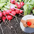 Tego nie wiedziałeś o rzodkiewce! Pomaga w tej dolegliwości, a większość ludzi ją ignoruje