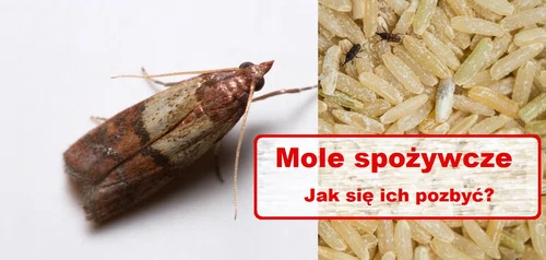 MOLE SPOŻYWCZE – skąd się biorą?