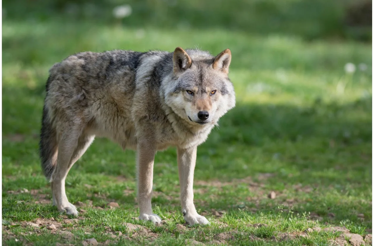 Atak wilków na gospodarstwo! Eksperci apelują o zachowanie ostrożności!