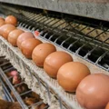 Paraliż na polskim rynku jajek? Producenci alarmują, że "nie są gotowi"!