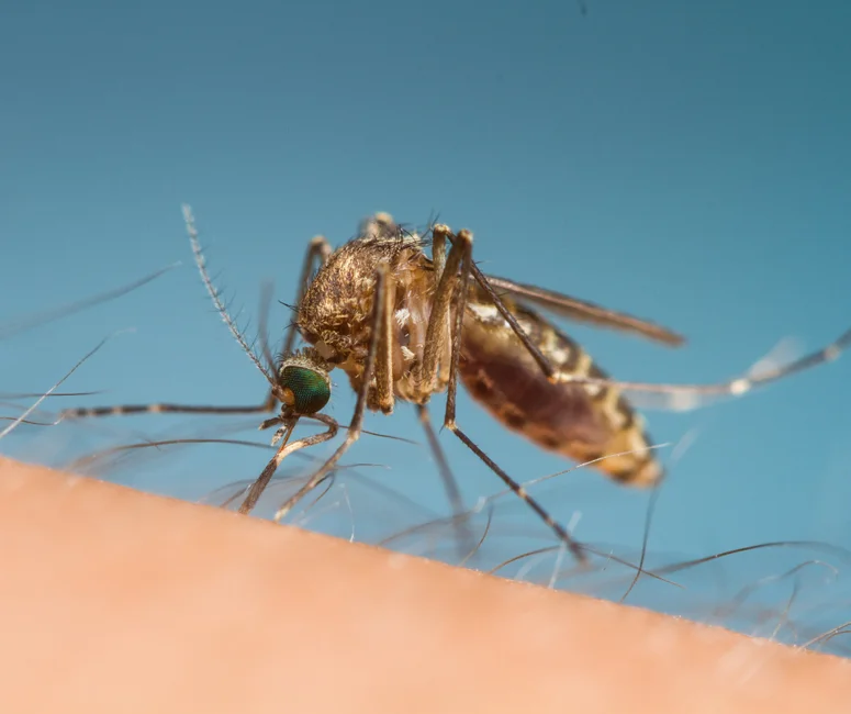 Czy komary przenoszą boreliozę?