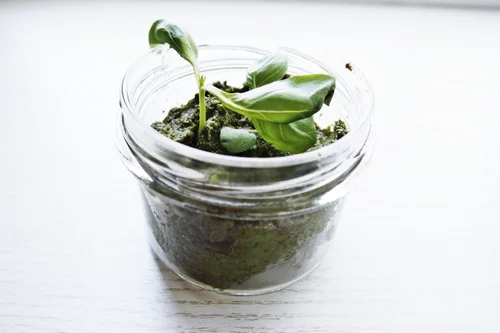 Domowe pesto