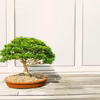 Jak i gdzie kupić odpowiednie drzewko Bonsai?