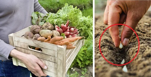 Jak mieć większe zbiory bez powiększania grządek? 3 triki