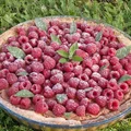 Tarta z malinami