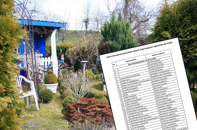 Uwaga działkowcy: Te rośliny mogą zniszczyć ogród i portfel! Lista zakazanych gatunków została poszerzona