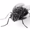Sposób na pozbycie się  denerwującego insekta o którym nie wiesz!