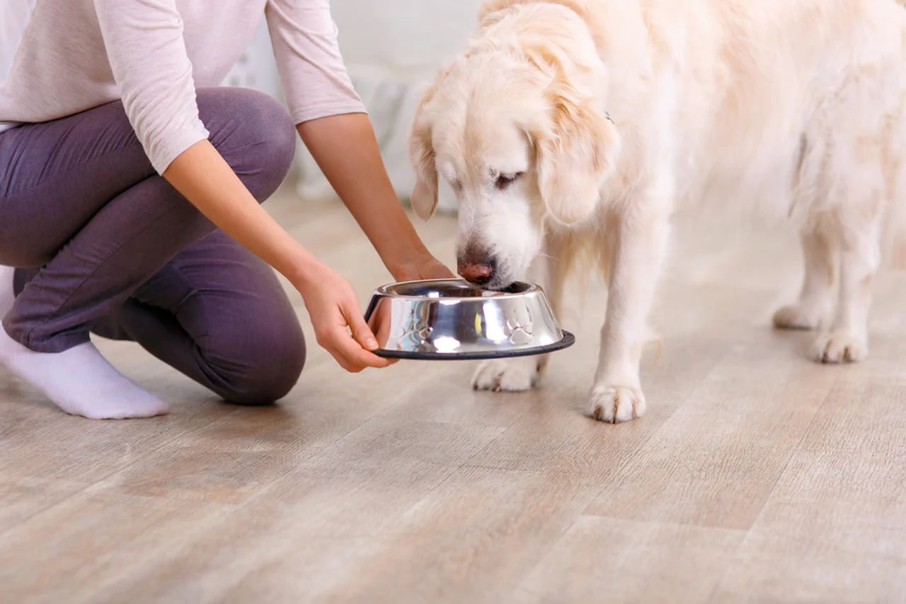 Jak często i czym karmisz swojego psa? Poznaj kilka ważnych wskazówek