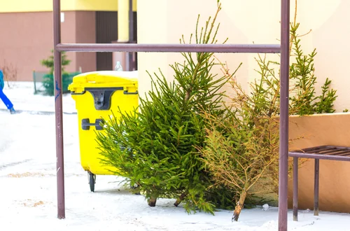 Dziś ostateczny termin na pozbycie się choinki z domu! Dlaczego 2 lutego jest tak ważnym dniem dla katolików?