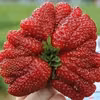Truskawka gigant