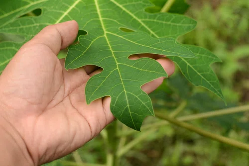 10 niezwykłych właściwości liści papai