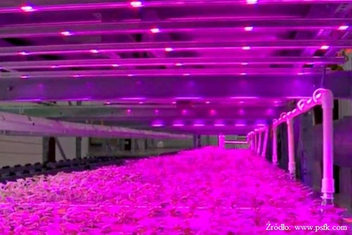 Oświetlenie LED w ogrodnictwie, jak to działa?