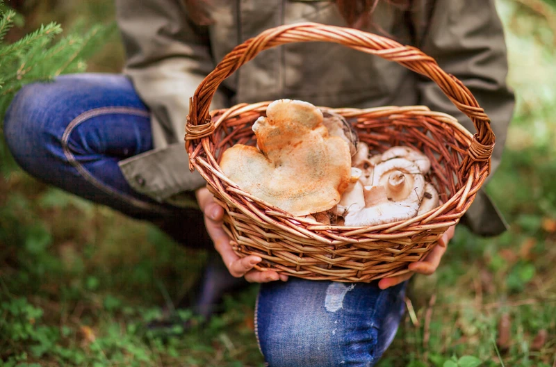 Zbieranie i sprzedaż grzybów a podatek! Uwaga na kary - Fiskus może naliczyć 75%