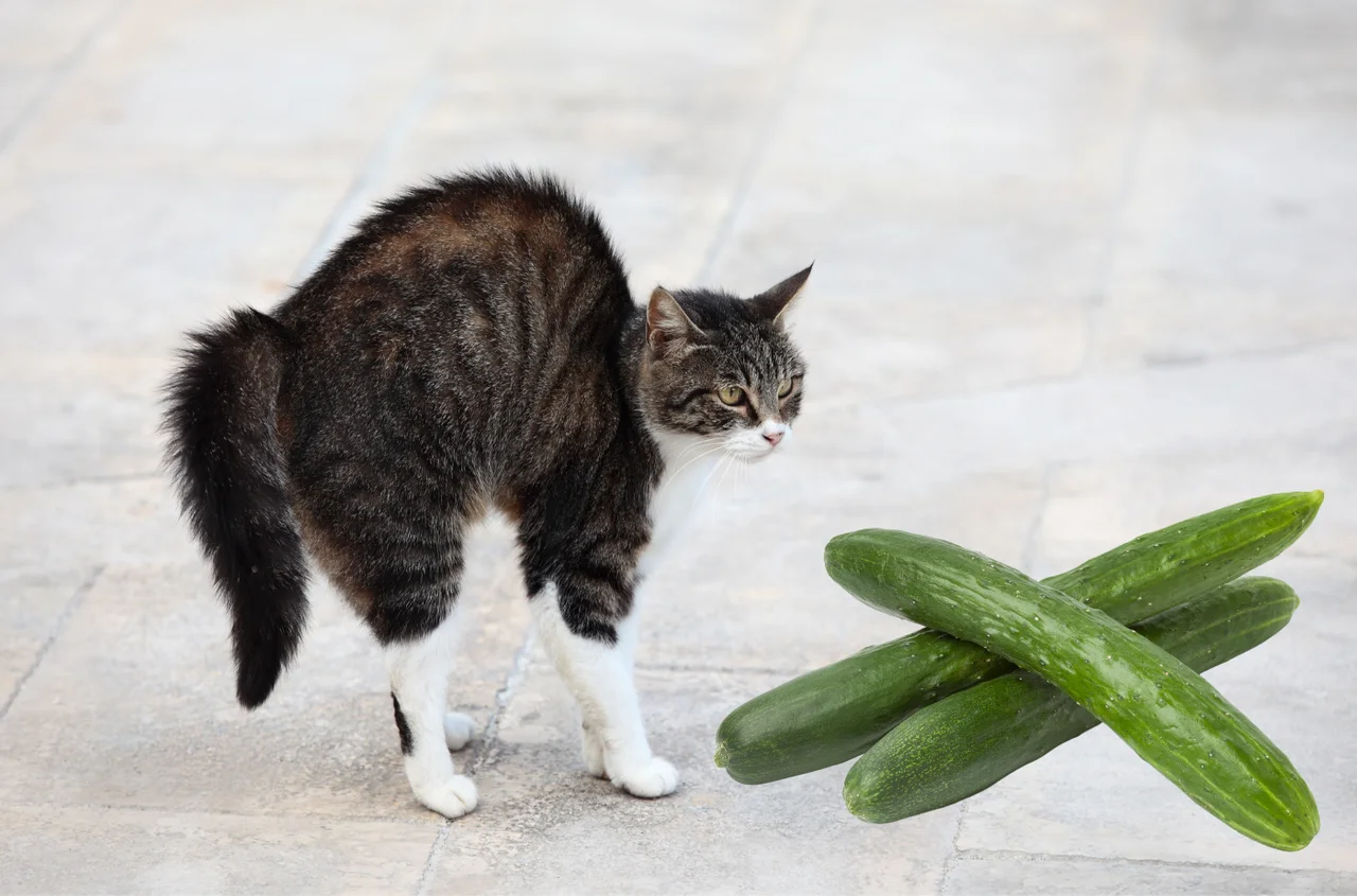 Dlaczego kot boi się zielonych ogórków? Odpowiedź Was zaskoczy