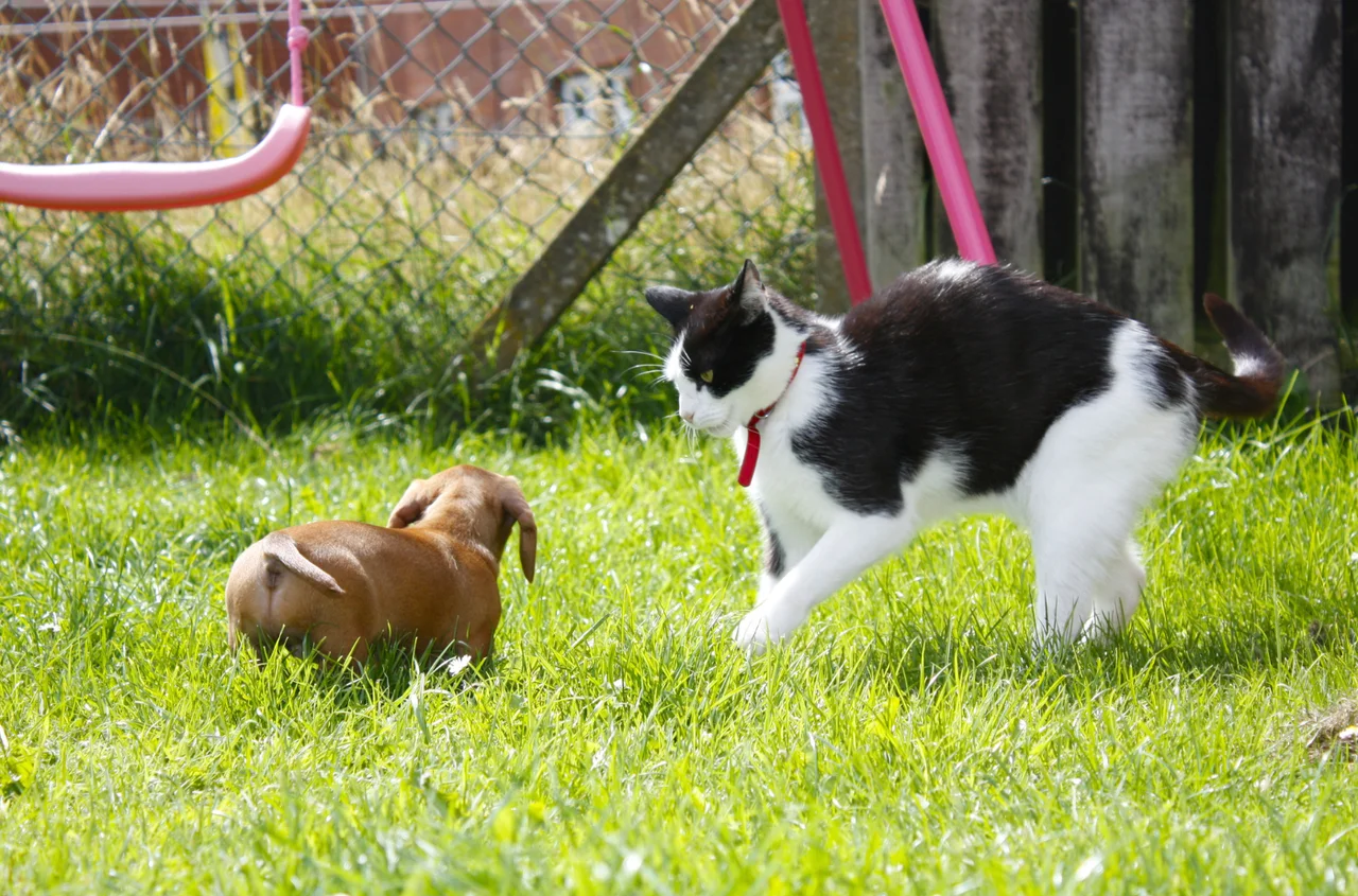 Nowy obowiązek dla właścicieli psów i kotów - Sejm już przegłosował! Grzywna może sięgać nawet 5 tys. złotych