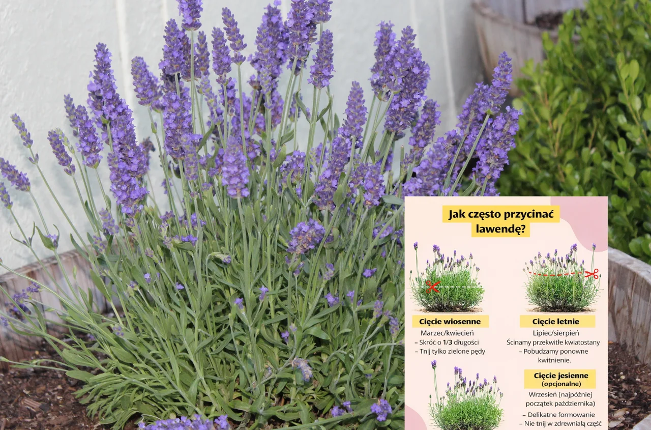 Lawenda w ogrodzie: kiedy i jak ją przycinać w Polsce? 3 kluczowe terminy, o których wielu zapomina