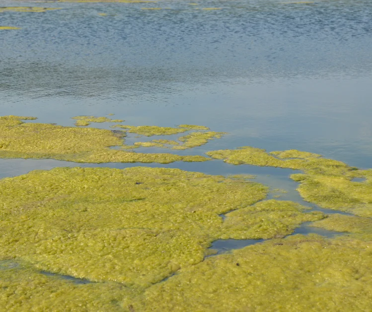 Zdjęcie Katastrofa w Odrze. Trujące algi przyczyną śmierci ryb? #1