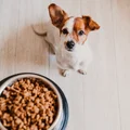 Dieta pudełkowa dla psów? Nowy trend wśród zapracowanych właścicieli?