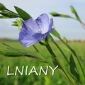 Olej lniany w pielęgnacji