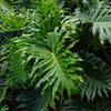 Naturalny filtr