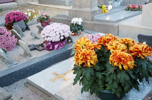 Co zrobić z chryzantemami po Wszystkich Świętych? Ten błąd popełnia większość osób