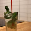 Mojito mohito drink ze spritem krok po kroku