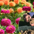 Dalie jak z katalogu! Te 3 złote zasady sadzenia w maju sprawią, że ogród utonie w kwiatach