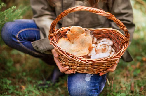 Zbieranie i sprzedaż grzybów a podatek! Uwaga na kary - Fiskus może naliczyć 75%