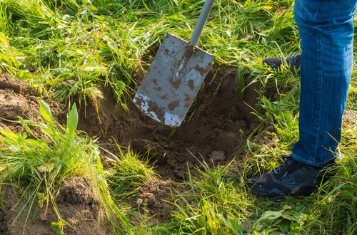 Znalazłeś coś podczas kopania w ogrodzie? Prawo może cię mocno zaskoczyć