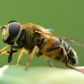 Domowe sposoby na użądlenie przez pszczołę