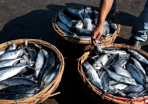 Światowy Dzień Tuńczyka: Znaczenie i Wyzwania dla Przyszłości