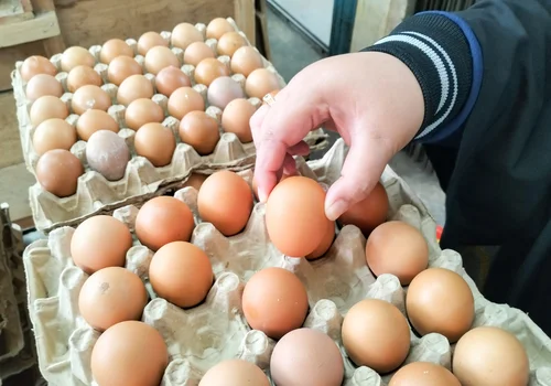 Brązowe jajka znikają ze sklepowych półek! Podano powody tej zaskakującej decyzji!