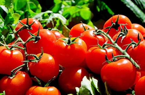 Jak odróżnić naturalnego pomidora od pomidora GMO? Dwa skuteczne sposoby