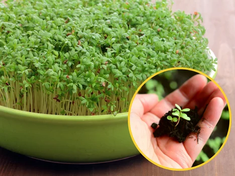 Większość ludzi źle sieje rzeżuchę! Oto trik, dzięki któremu wyrośnie gęsta i soczysta