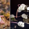 Halloweenowe myszki