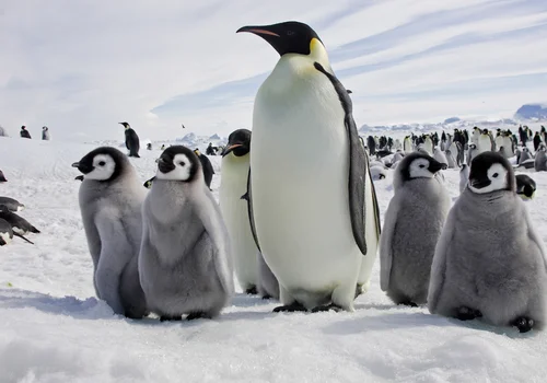 Światowy Dzień Pingwina: Znaczenie, Zagrożenia i Ochrona